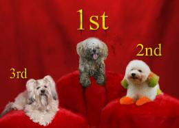 DogShowFirstPlace